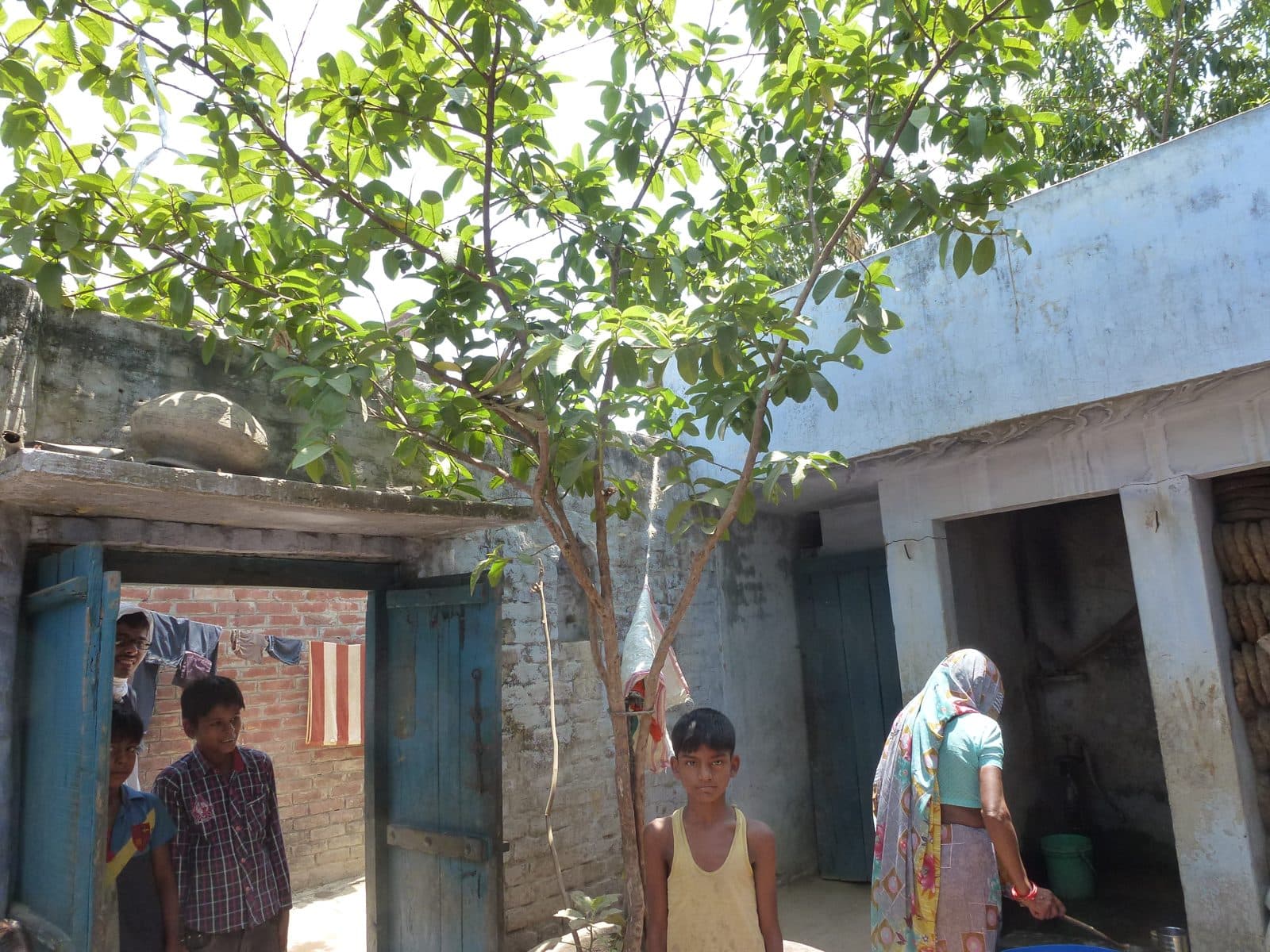 A fruit tree shading a village courtyard, June 2015